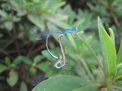 Paracercion melanotum