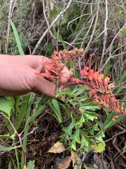 Grevillea bipinnatifida