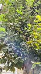 Platanus