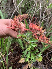 Grevillea bipinnatifida