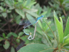 Paracercion melanotum