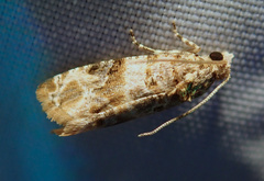 Lobesia botrana