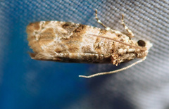 Lobesia botrana
