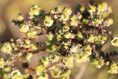 Maireana pyramidata
