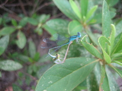 Paracercion melanotum