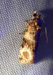 Lobesia botrana