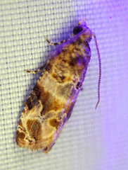 Lobesia botrana
