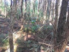 Pseudopanax arboreus