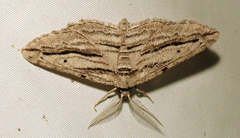 Ecleora solieraria