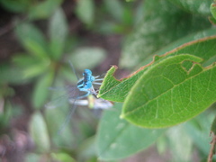 Paracercion melanotum