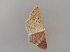 Idaea obsoletaria