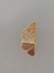 Idaea obsoletaria