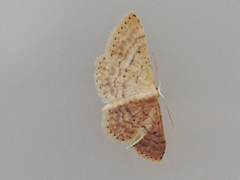 Idaea obsoletaria