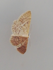 Idaea obsoletaria