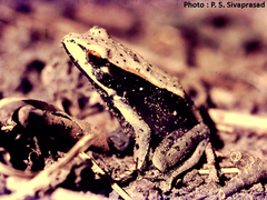 Clinotarsus curtipes