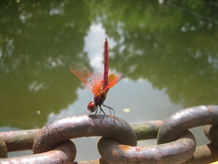 Trithemis aurora