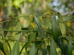 Hemidesmus indicus