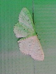 Idaea obsoletaria