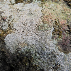 Phlyctis petraea