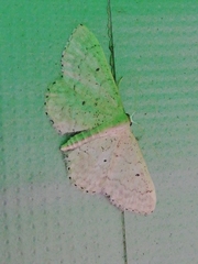 Idaea obsoletaria