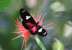 Heliconius doris viridis