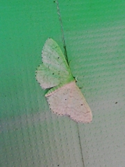 Idaea obsoletaria