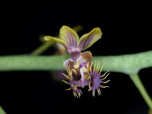 Difformis Orchid