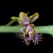 Phalaenopsis difformis - Photo (c) 
Wolfgang Apel, algunos derechos reservados (CC BY-SA)