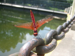 Trithemis aurora