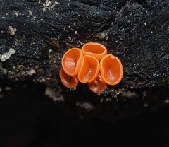 Pulvinula archeri