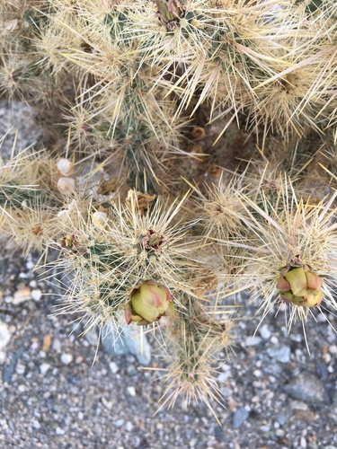 iNaturalist observation photo of Silver Cholla