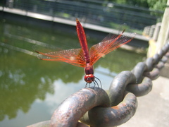 Trithemis aurora