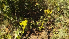 Kalanchoe paniculata