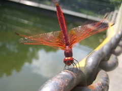 Trithemis aurora