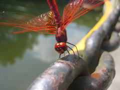 Trithemis aurora