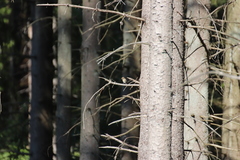 Ficedula hypoleuca