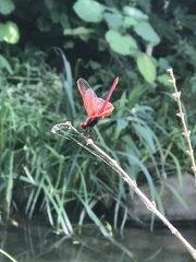 Trithemis aurora
