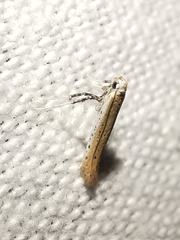 Aspilapteryx tringipennella