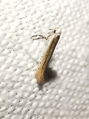 Aspilapteryx tringipennella