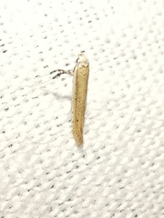 Aspilapteryx tringipennella