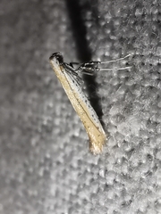 Aspilapteryx tringipennella