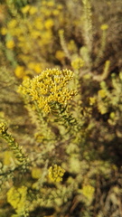 Helichrysum callicomum