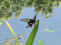 Pachliopta aristolochiae