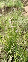 Silene burchellii