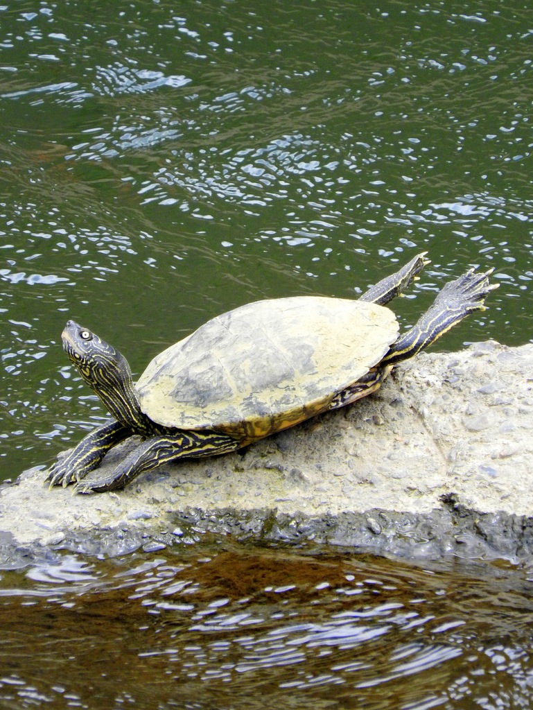 Mississippi Map Turtle from Takatsu Ward, Kawasaki, Kanagawa, Japan on ...