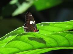 Heliconius doris viridis