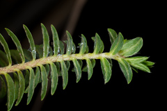 Pimelea acra