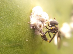 Eosalpingogaster cochenillivora