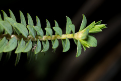 Pimelea acra