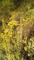 Helichrysum callicomum